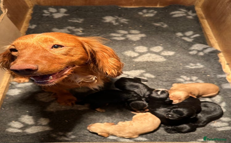 Cocker Spaniel dogs - Advert 15