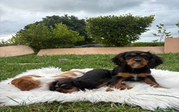 Cavalier King Charles Spaniel dogs for sale: Cavalier King Charles  - Image 10