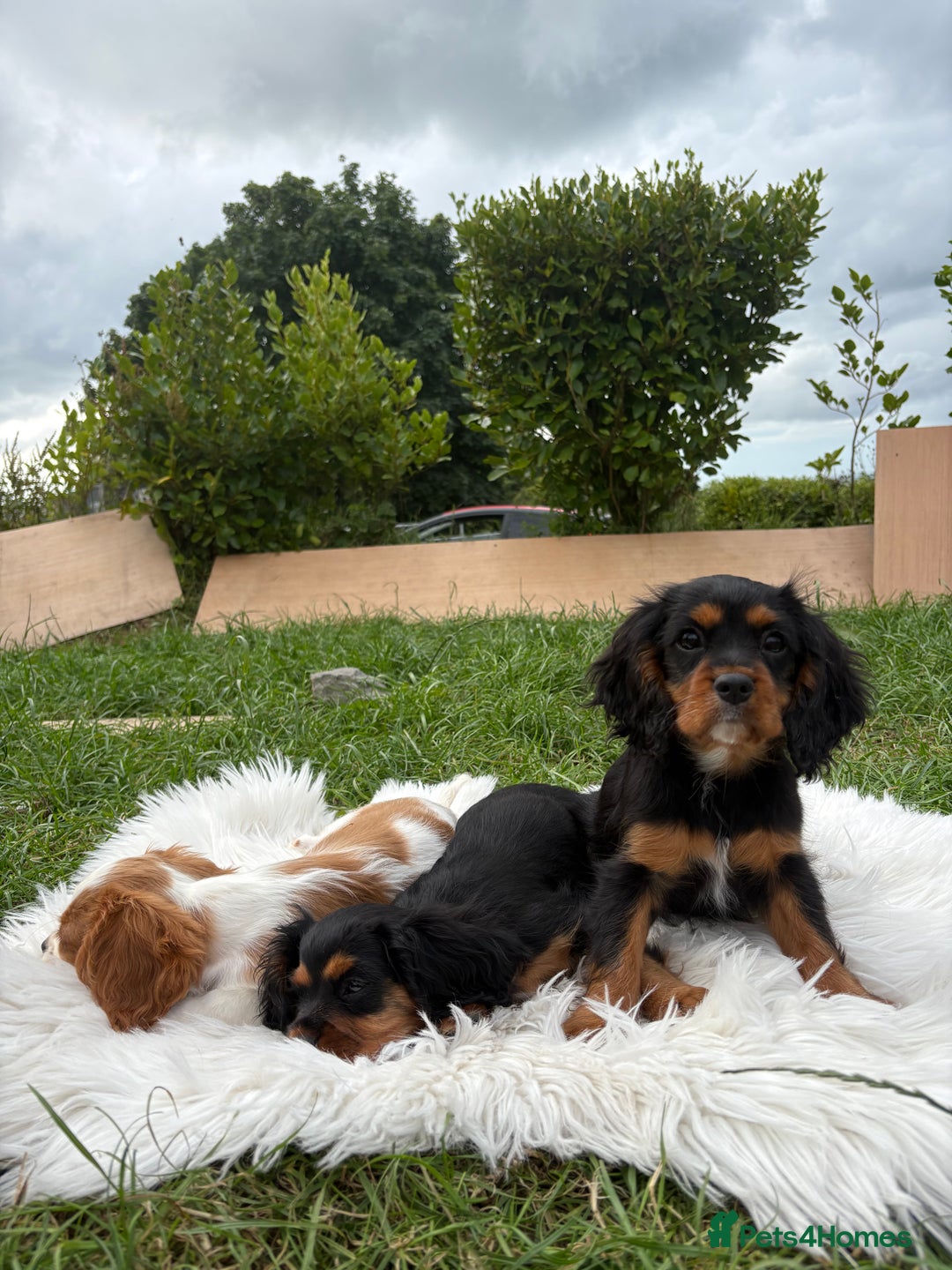 Cavalier King Charles Spaniel dogs for sale: Cavalier King Charles  - Image 10