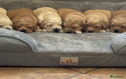 Golden Retriever dogs for sale: Beautiful KC Registered Golden Retrievers for Sale - Image 1