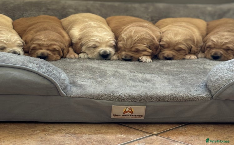 Golden Retriever dogs - Advert 1