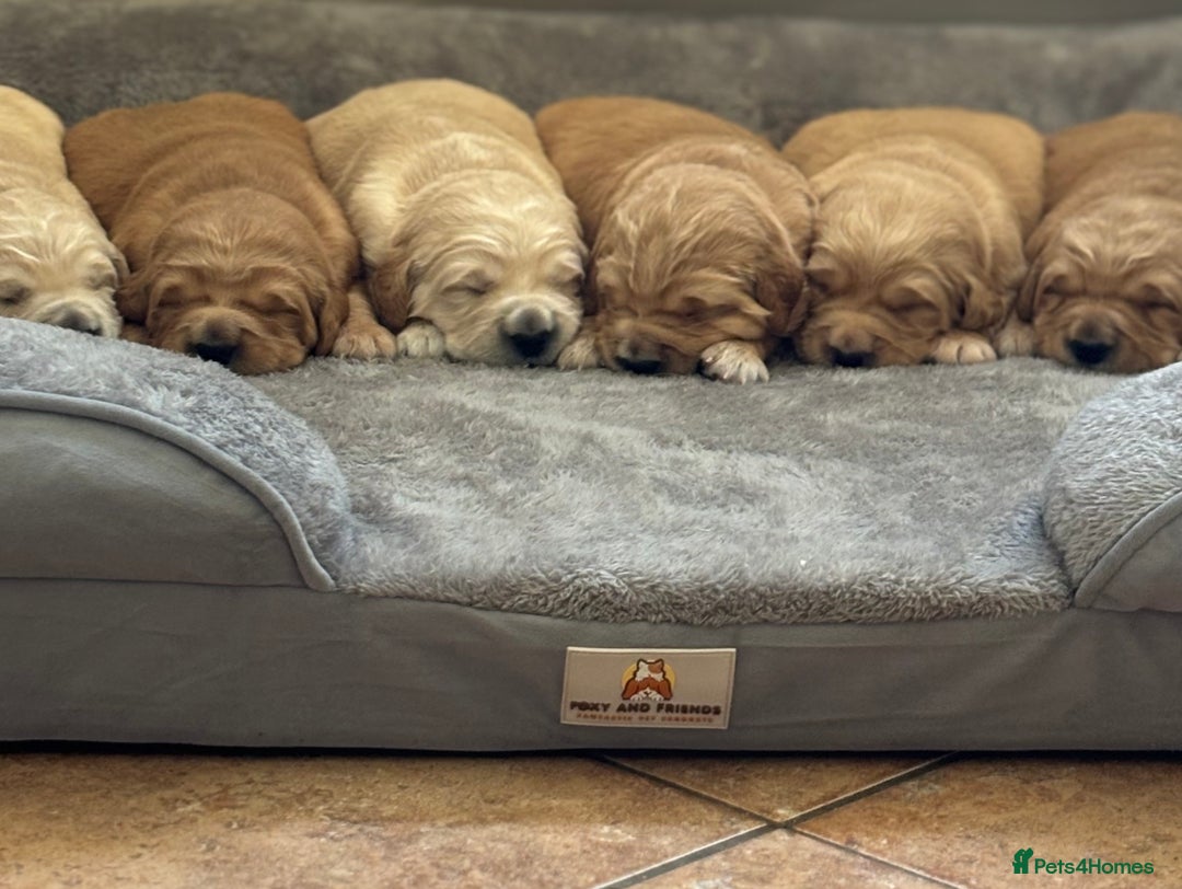 Golden Retriever dogs for sale: Beautiful KC Registered Golden Retrievers for Sale - Image 1