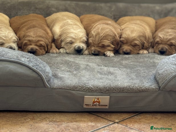 Golden Retriever dogs - Advert 1