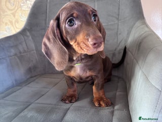 Dachshund dogs KC Registered,PRA Clear!Dachshund Miniature - Advert 5