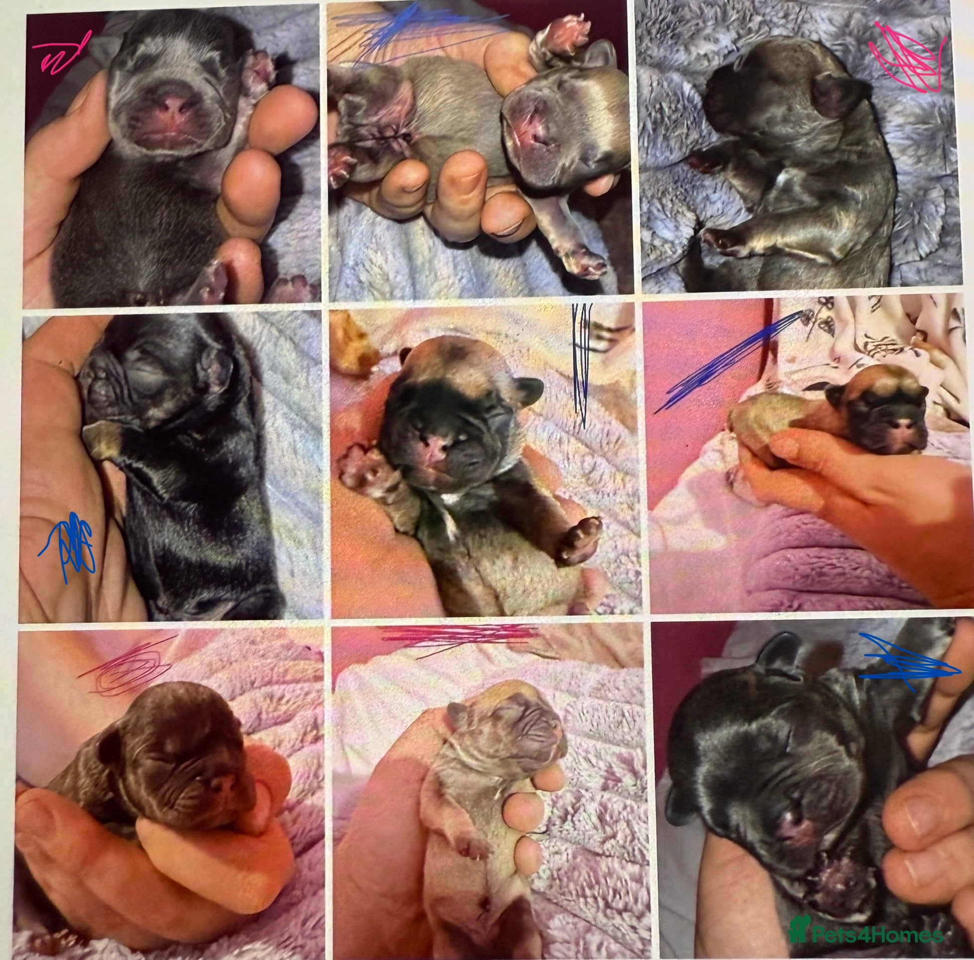 French Bulldog dogs French bulldog puppies  - Advert 2