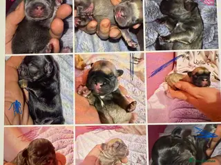 French Bulldog dogs French bulldog puppies - Advert 2