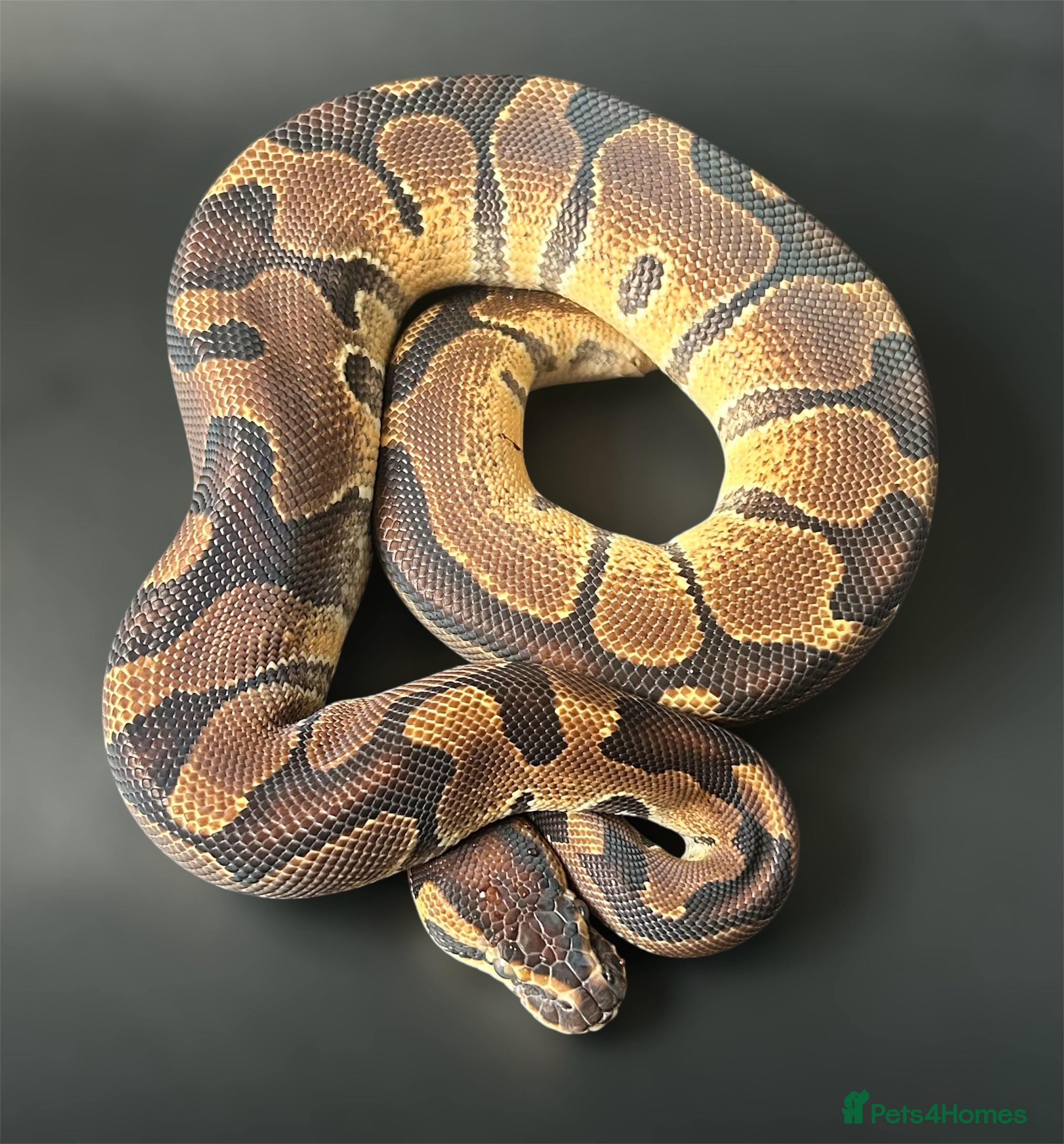 Python Snake reptiles Royal Pythons Various Ones Available  - Advert 18