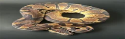 Python Snake reptiles for sale: Royal Pythons Various Ones Available  - Advert 2