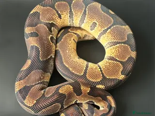 Python Snake reptiles Royal Pythons Various Ones Available - Advert 18