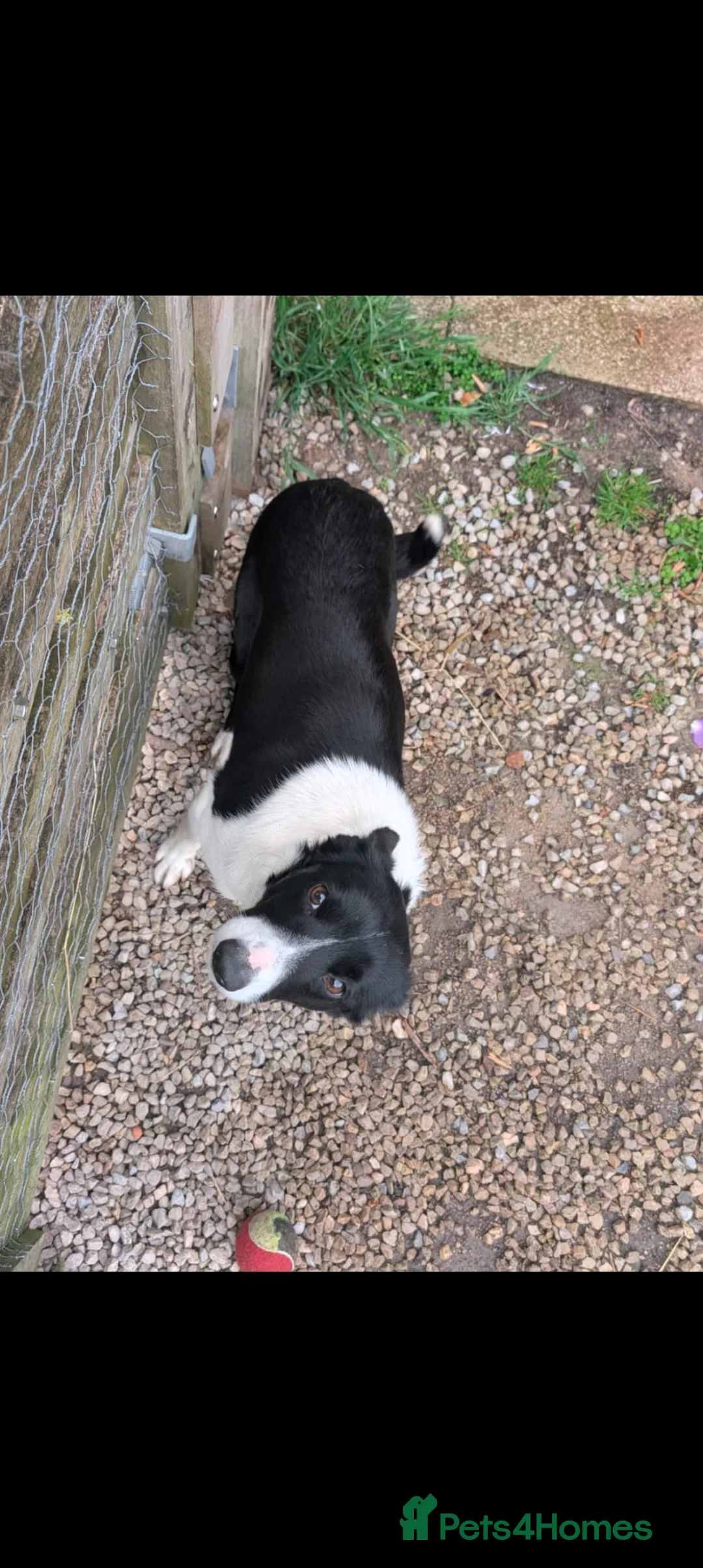 Border Collie dogs for sale: Polly & poppy.  - Advert 1