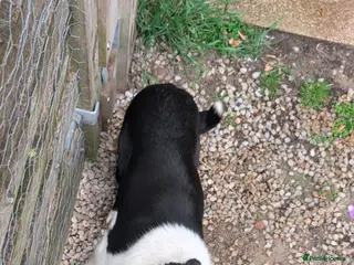 Border Collie dogs Polly & poppy. - Advert 2