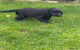 Cockapoo dogs for sale: Beautiful cocker spaniel x cockapoo - Image 4
