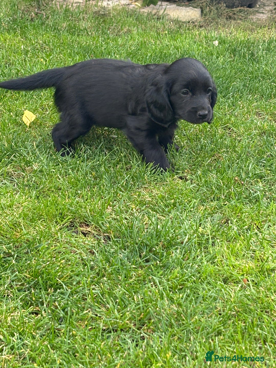 Cockapoo dogs for sale: Beautiful cocker spaniel x cockapoo - Image 4
