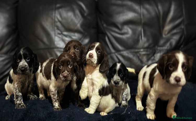 Cocker Spaniel dogs - Advert 11