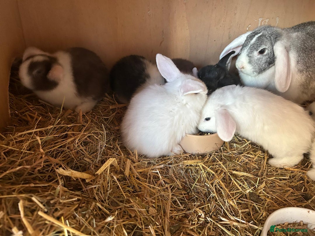 Mini Lop rabbits for sale: Beautiful mini lop bunnies  - Advert 6