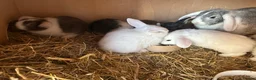 Mini Lop rabbits for sale: Beautiful mini lop bunnies  - Advert 6