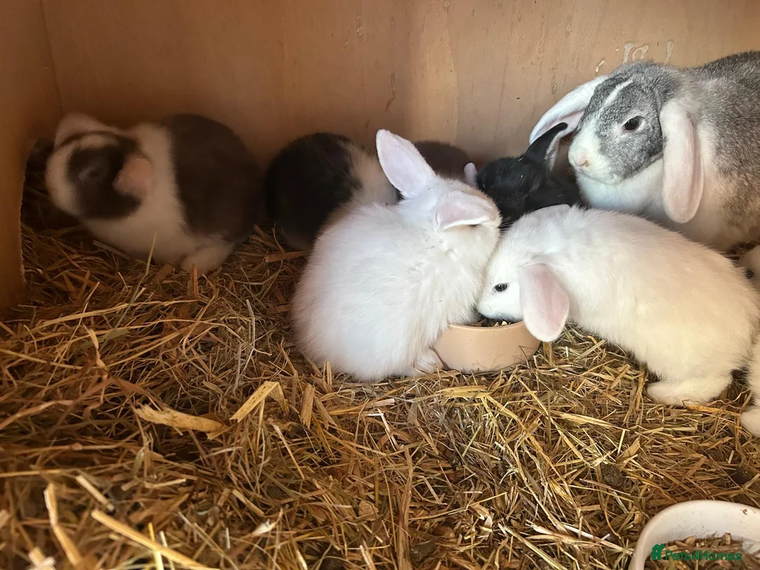 Mini Lop rabbits for sale: Beautiful mini lop bunnies  - Advert 6