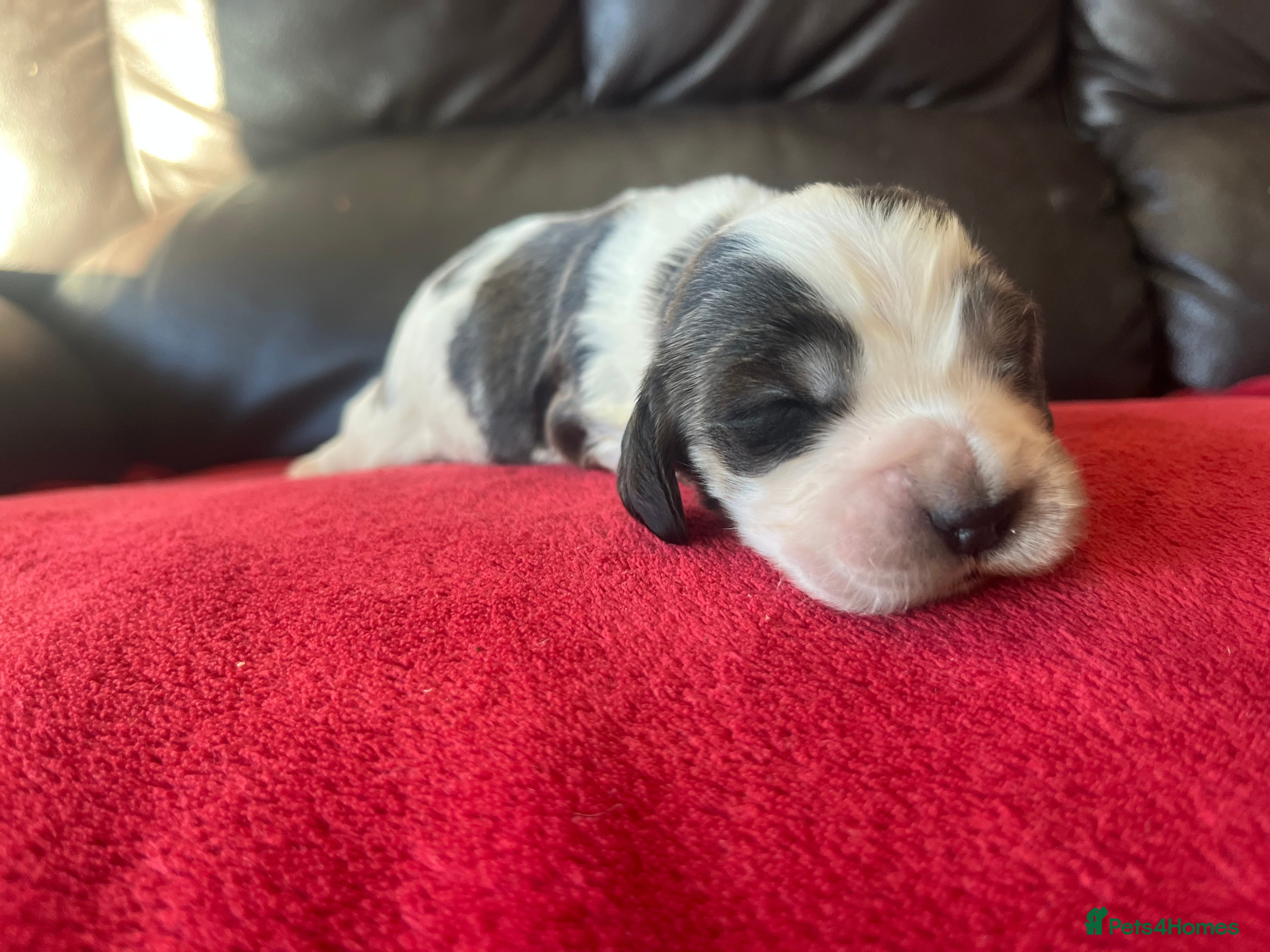 Cocker Spaniel dogs ⭐️KC Registered Show Cocker Spaniels ⭐️ - Advert 2