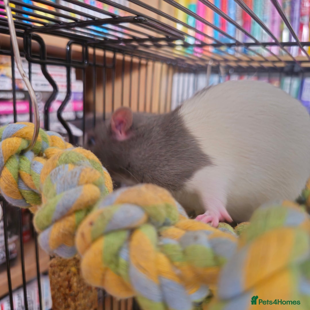 Rat rodents for sale: (AWAITING COLLECTION) 4 male rats for a good home  - Image 8