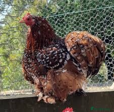 Chickens poultry for sale: Stunning Pekin Bantams for sale - Advert 1