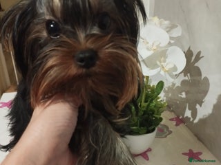 Yorkshire Terrier dogs - Advert 11