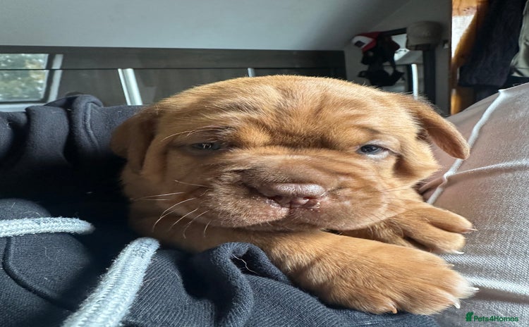 Dogue De Bordeaux dogs - Advert 1