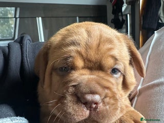 Dogue De Bordeaux dogs - Advert 7