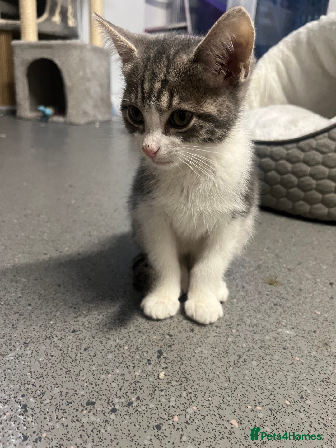 Mixed Breed cats for sale: 🐾 2 Handsome 10 week old Male Kitten  - Advert 4