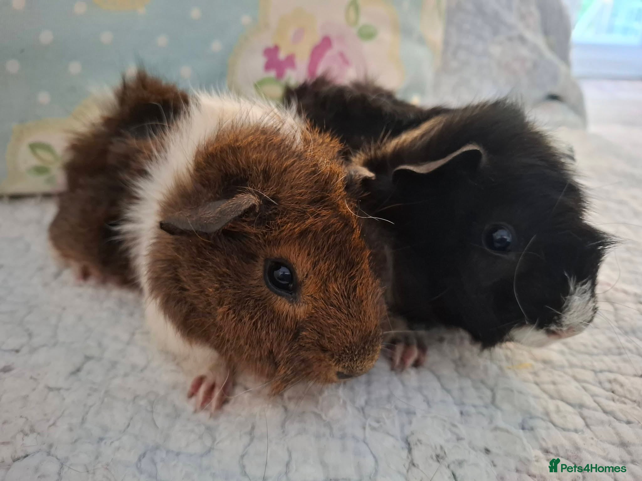 Guinea Pig rodents Lovely Young Guinea-Pigs Ready Now  - Advert 1