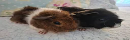 Guinea Pig rodents for sale: Lovely Young Guinea-Pigs Ready Now  - Advert 1