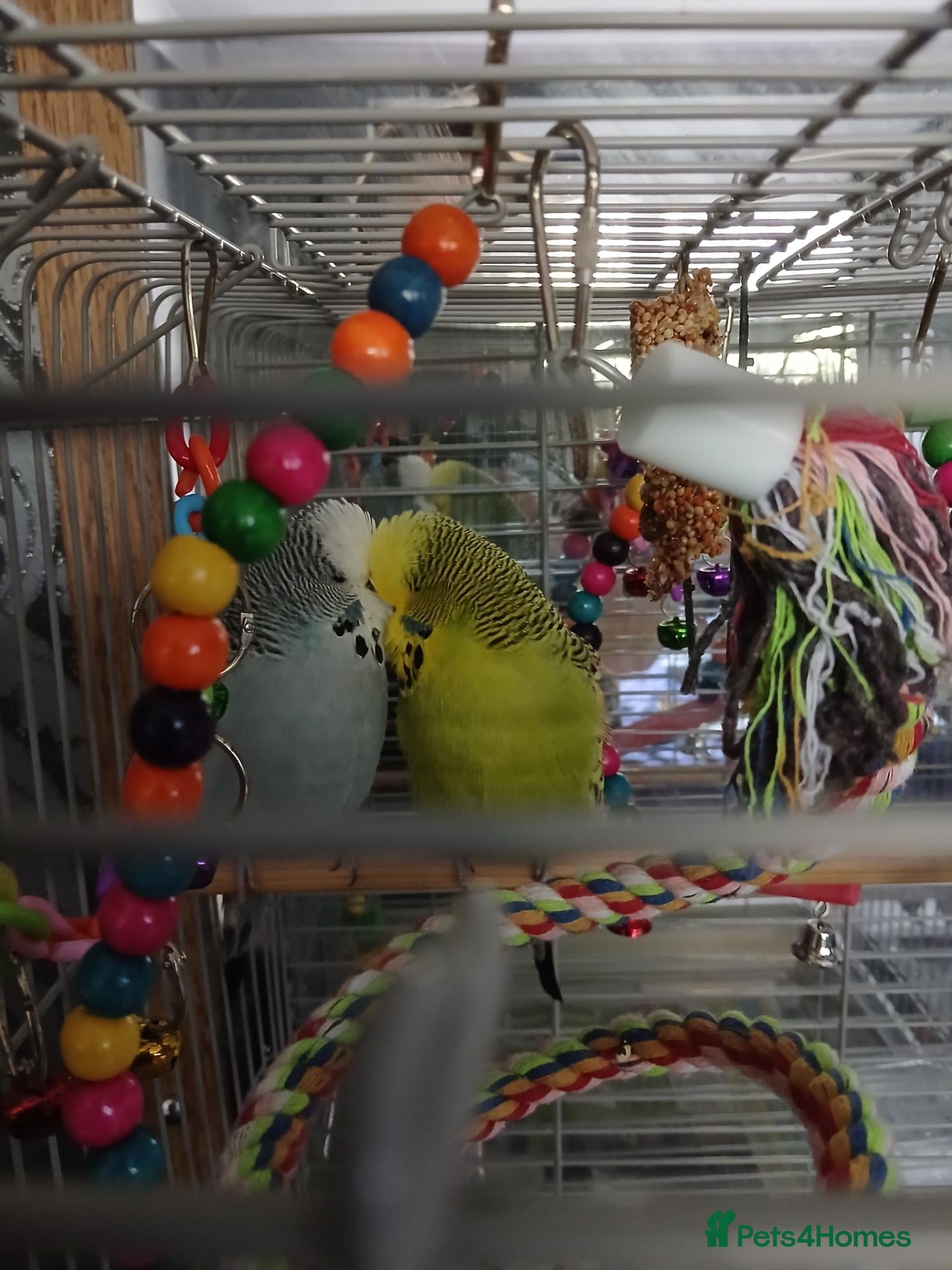Budgerigars birds Budgies for sale  - Advert 6