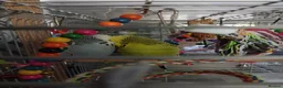 Budgerigars birds for sale: Budgies for sale  in Derby - Advert 1