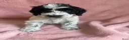 Cockapoo dogs for sale: Rare coloured f1 cockapoo pups - Advert 1