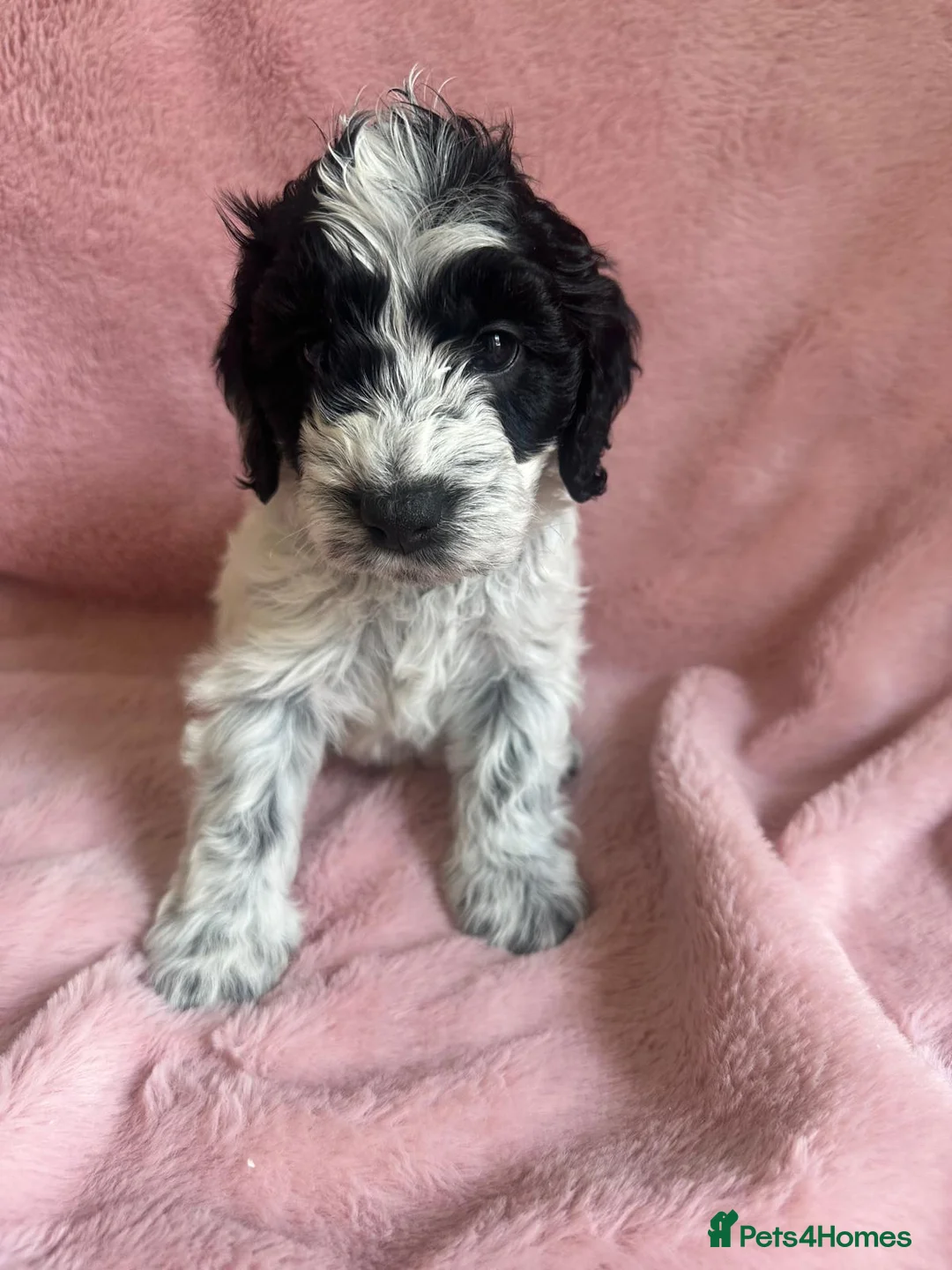 Cockapoo dogs for sale: Rare coloured f1 cockapoo pups - Advert 1