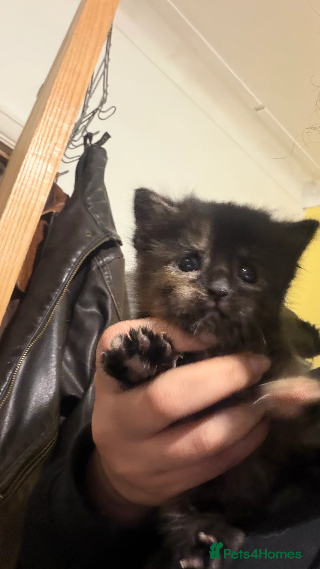 Mixed Breed cats for sale: 2 kittens looking for a loving home  - Advert 2