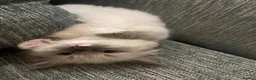 Ragdoll cats for sale: Mum, dad and kitten for sale - Advert 7