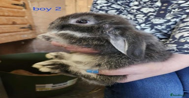 Mini Lop rabbits - Advert 12
