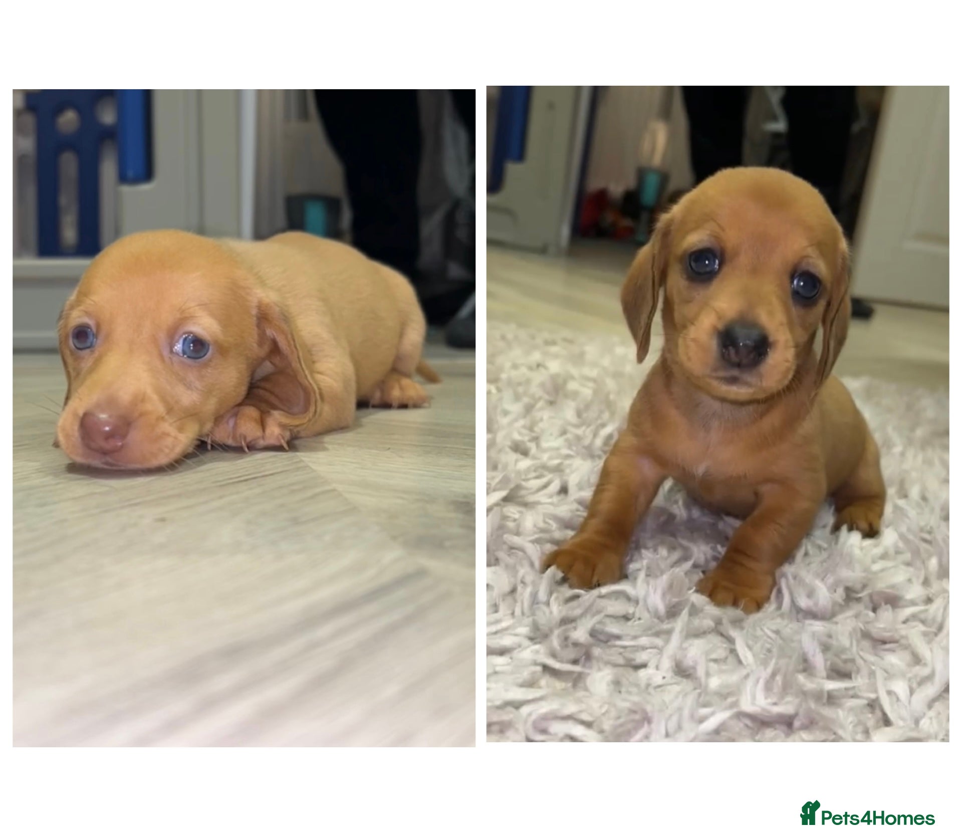 Miniature Dachshund dogs 2 girls left! - Advert 8