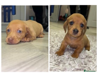 Miniature Dachshund dogs 2 girls left! - Advert 13