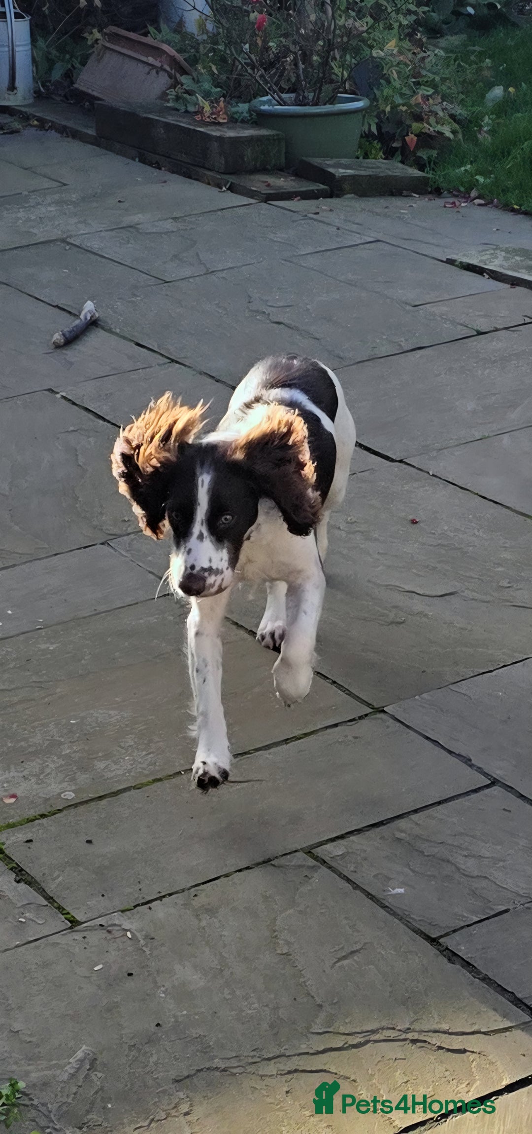 Sprocker dogs for sale: Gorgeous Sprocker spaniel girl 7 months old - Advert 4