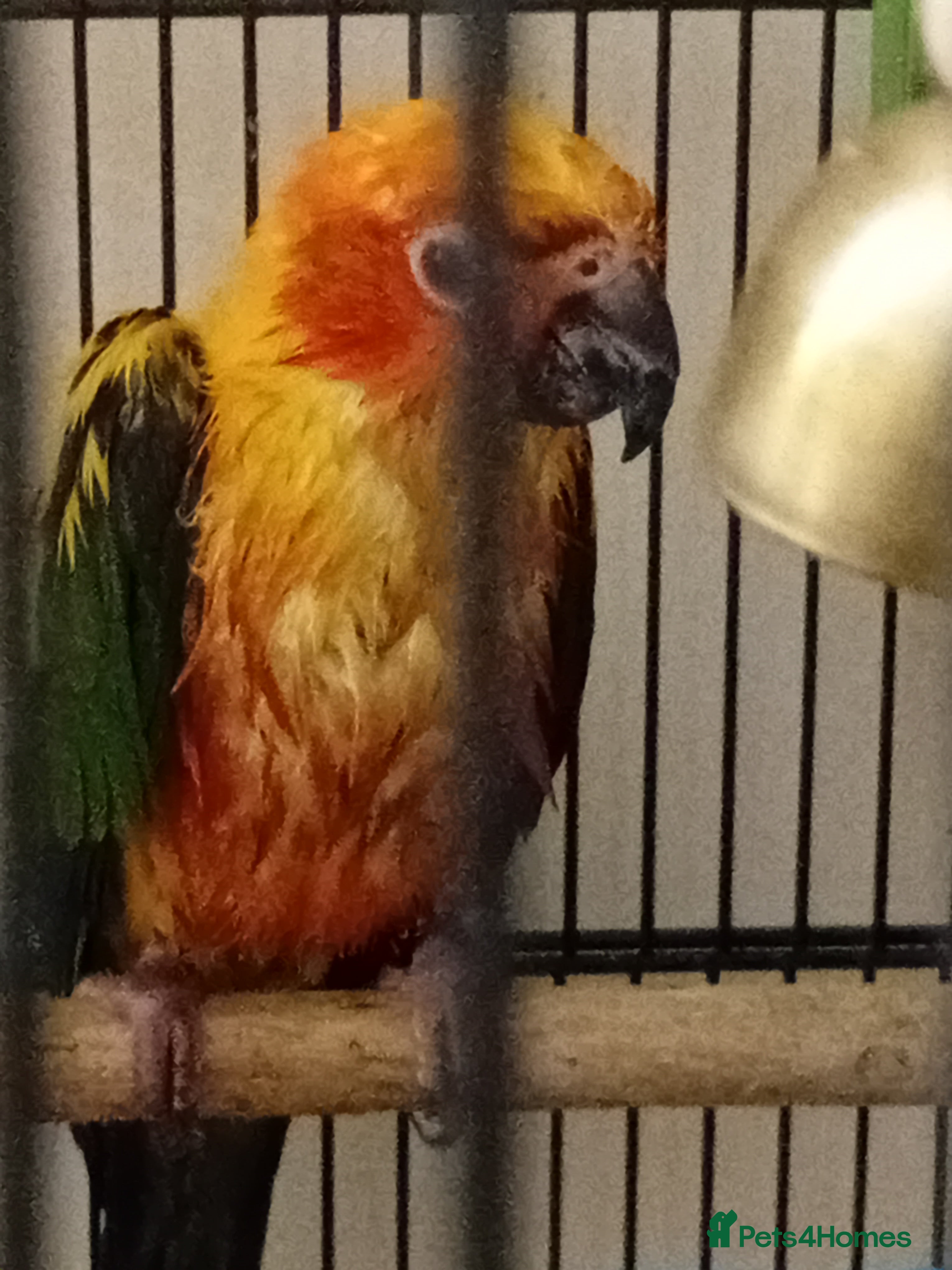 Conures birds Sun Conure in Burnley - Advert 3