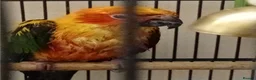 Conures birds for sale: Sun Conure in Burnley - Advert 1