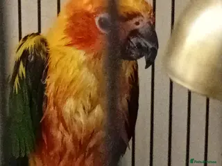 Conures birds Sun Conure in Burnley - Advert 3