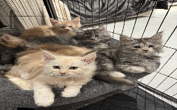 Maine Coon cats for sale: Maine coon kittens -2 boys and 1 girls left - Image 6