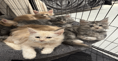 Maine Coon cats - Advert 13