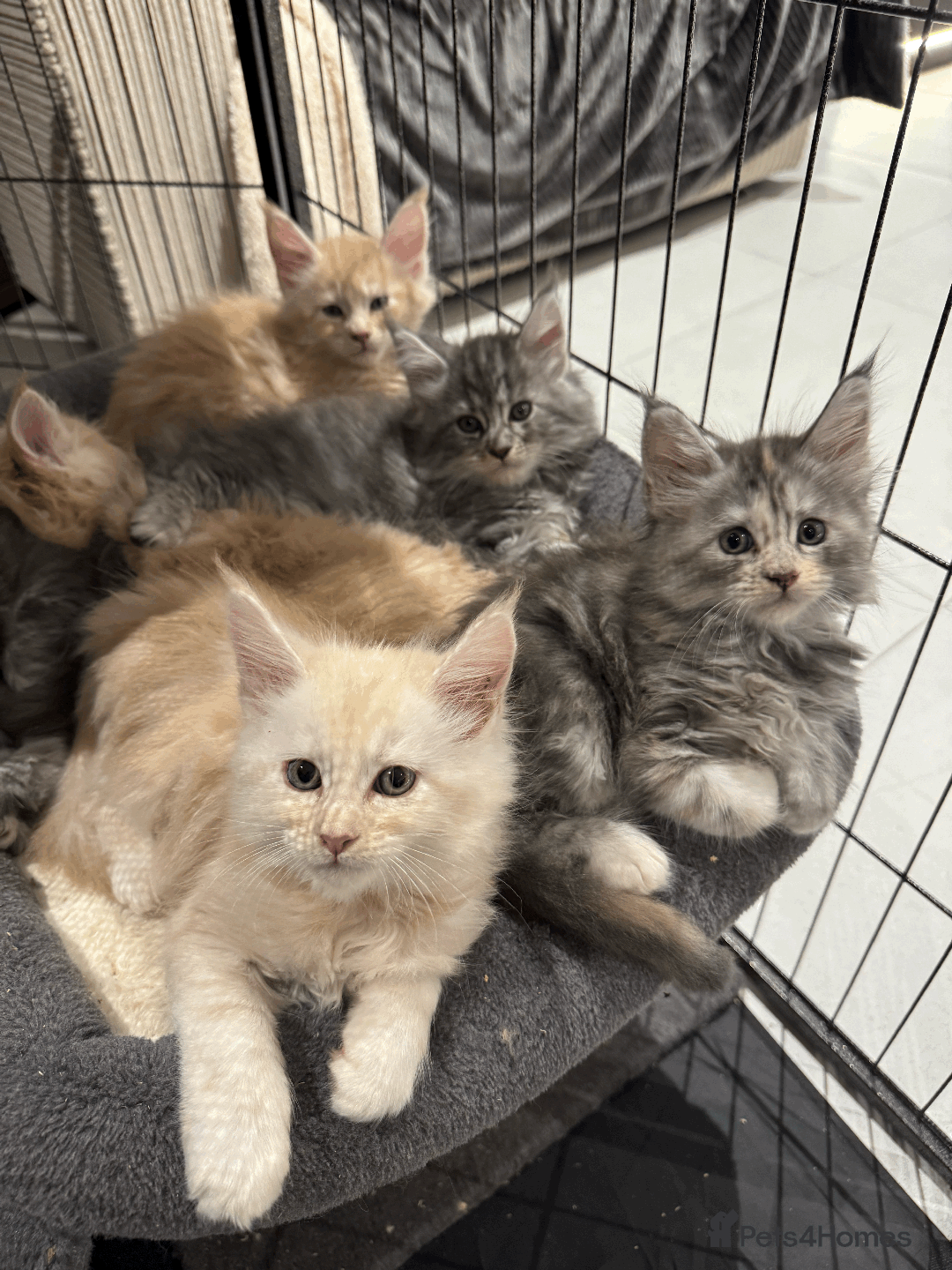 Maine Coon cats for sale: Maine coon kittens -2 boys and 1 girls left - Image 6