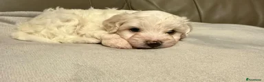 Mixed Breed 2