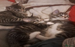 Mixed Breed cats for sale: Gorgeous kittens looking for their forever home.  - Advert 5