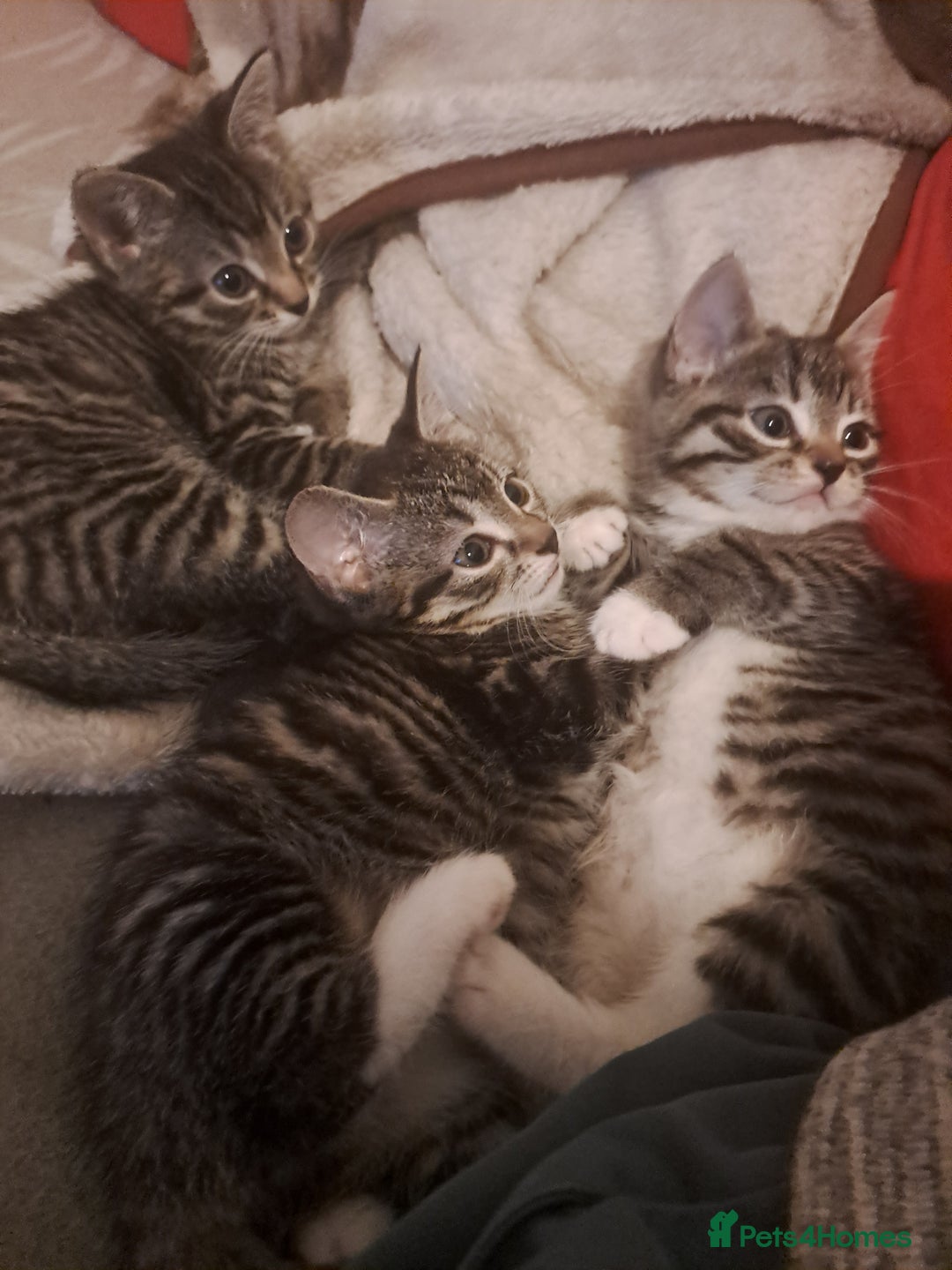 Mixed Breed cats for sale: Gorgeous kittens looking for their forever home.  - Advert 5