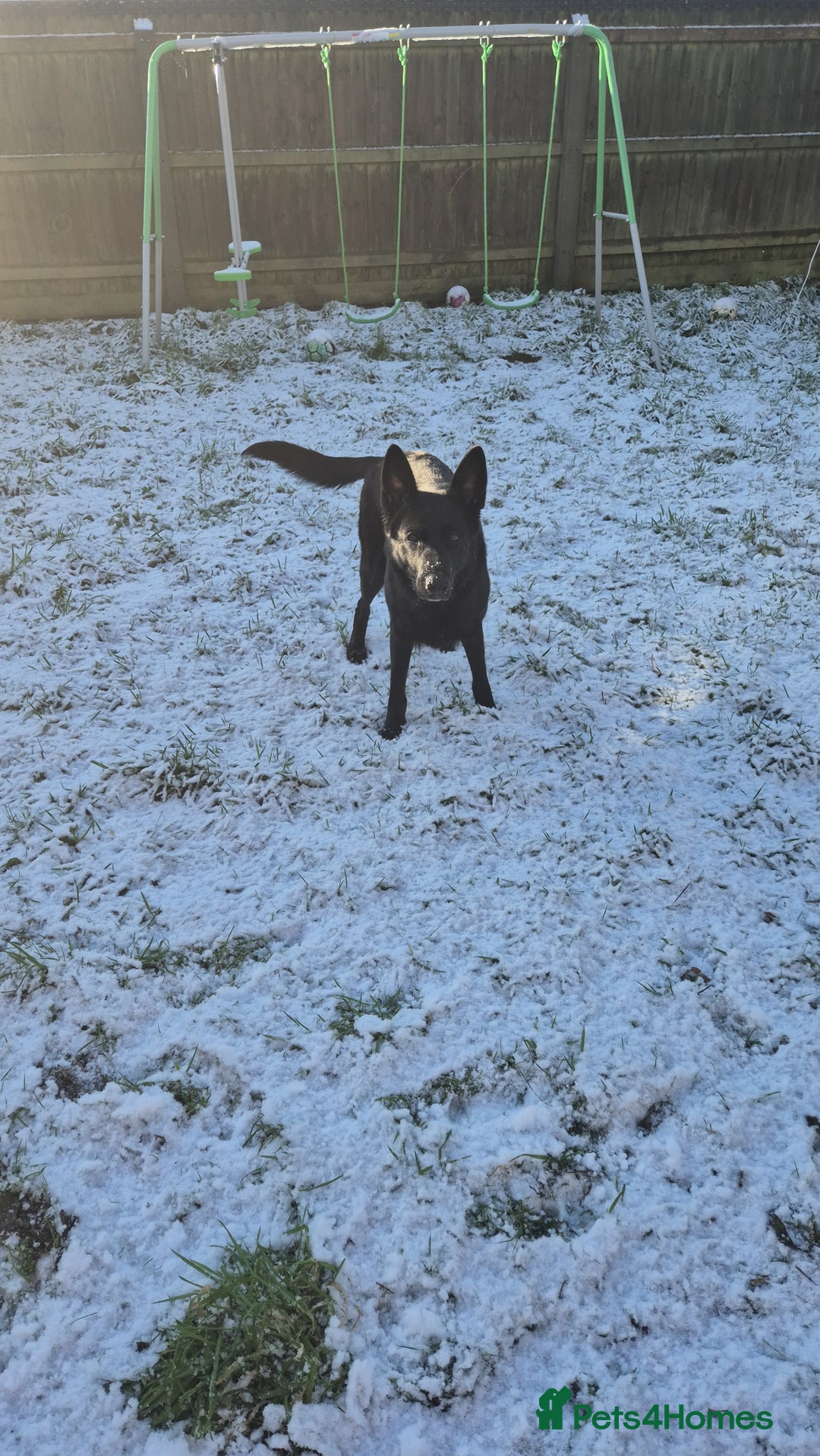 German Shepherd dogs for sale: Luna bear - Advert 2